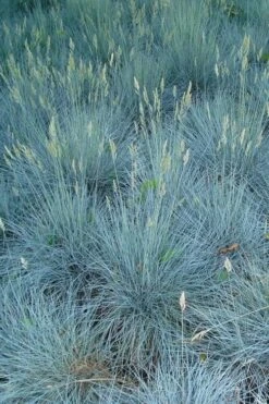 Beyond Blue Festuca (Fescue) - 1 Gallon Pot -Green Haven Sales festuca beyond blue fescue 102