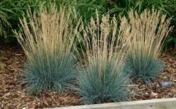 Beyond Blue Festuca (Fescue) - 3 Pack Of Quart Pots -Green Haven Sales festuca20beyond20blue