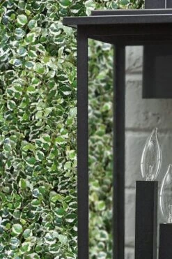 Variegated Creeping Fig (Ficus Pumila 'Variegata') - 10 Pack Of 4" Pint Pots 10 Variegated Creeping Fig (Ficus Pumila 'Variegata') - 10 Pack Of 4" Pint Pots -Green Haven Sales ficus pumila variegata creeping fig 101