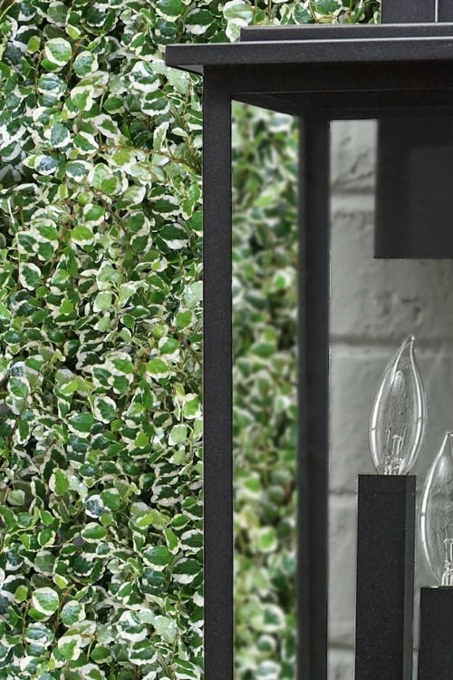 Variegated Creeping Fig (Ficus Pumila 'Variegata') - 10 Pack Of 4" Pint Pots 4 Variegated Creeping Fig (Ficus Pumila 'Variegata') - 10 Pack Of 4" Pint Pots - Image 4