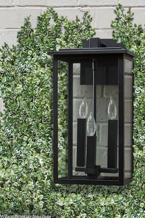 Variegated Creeping Fig (Ficus Pumila 'Variegata') - 10 Pack Of 4" Pint Pots 6 Variegated Creeping Fig (Ficus Pumila 'Variegata') - 10 Pack Of 4" Pint Pots - Image 6