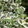 Variegated Creeping Fig - Ficus Pumila 'Variegata' - 5 Pack Of Pint Pots