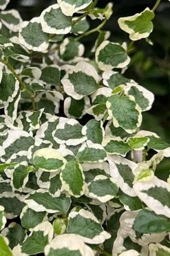 Variegated Creeping Fig - Ficus Pumila 'Variegata' - 5 Pack Of Pint Pots