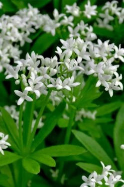 Sweet Woodruff (Galium Odoratum) - 5 Pack Of Quart Pots -Green Haven Sales galium odoratum sweet woodruff 3