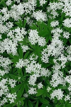 Sweet Woodruff (Galium Odoratum) - 5 Pack Of Quart Pots -Green Haven Sales galium odoratum sweet woodruff 5