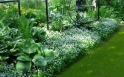 Sweet Woodruff (Galium Odoratum) - 5 Pack Of Quart Pots -Green Haven Sales galium odoratum sweet woodruff 6