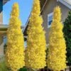 Sky Tower Ginkgo Maidenhair Tree (Male) - 5 Gallon Pot