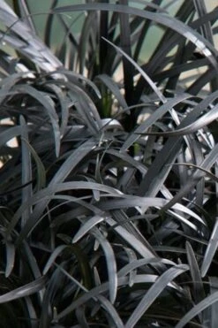 Black Beard Black Mondo Grass - Ophiopogon Planiscapus - 1 Gallon Pot -Green Haven Sales grass black beard mondo 500x750 1