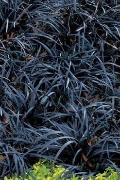 Dwarf Black Mondo Grass - 5 Pack Of Quart Pots -Green Haven Sales grass dwarf black mondo 3 500x750 1