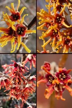 Ozark Witch Hazel (Hamamelis Vernalis) - 3 Gallon Pot -Green Haven Sales hamamelis veralis vernal ozark witch hazel 11