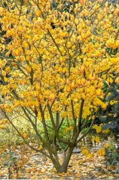 Ozark Witch Hazel (Hamamelis Vernalis) - 3 Gallon Pot -Green Haven Sales hamamelis veralis vernal ozark witch hazel 12