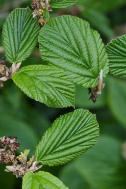 Ozark Witch Hazel (Hamamelis Vernalis) - 3 Gallon Pot -Green Haven Sales hamamelis veralis vernal ozark witch hazel 2