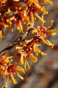 Ozark Witch Hazel (Hamamelis Vernalis) - 3 Gallon Pot -Green Haven Sales hamamelis veralis vernal ozark witch hazel 4