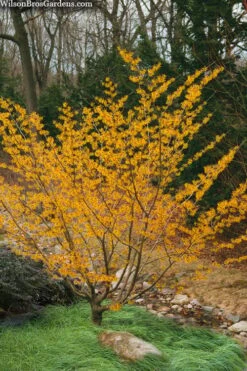 Ozark Witch Hazel (Hamamelis Vernalis) - 3 Gallon Pot -Green Haven Sales hamamelis veralis vernal ozark witch hazel 8