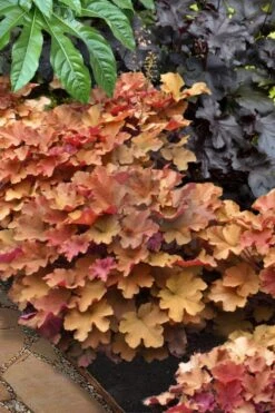 Caramel Heuchera (Villosa Hybrid) - 5 Pack Of Quart Pots -Green Haven Sales heuchera caramel 20