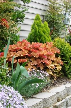 Caramel Heuchera (Villosa Hybrid) - 5 Pack Of Quart Pots -Green Haven Sales heuchera caramel 21