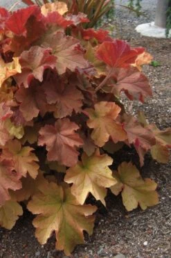Caramel Heuchera (Villosa Hybrid) - 5 Pack Of Quart Pots -Green Haven Sales heuchera caramel 23