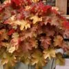 Caramel Heuchera (Villosa Hybrid) - 5 Pack Of Quart Pots