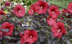 Summerific Holy Grail Hardy Hibiscus (Rose Mallow) - 3 Gallon Pot -Green Haven Sales hibiscus holy grail 800x500 1