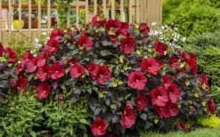 Summerific Holy Grail Hardy Hibiscus (Rose Mallow) - 3 Gallon Pot -Green Haven Sales hibiscus summerific holy grail rose mallow 6