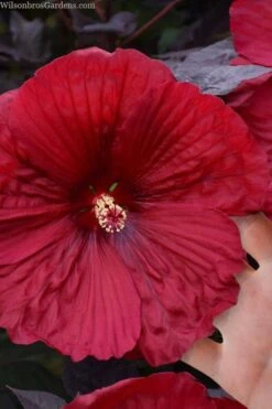 Summerific Holy Grail Hardy Hibiscus (Rose Mallow) - 3 Gallon Pot