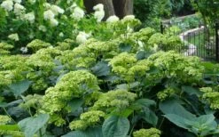 Invincibelle Sublime Smooth Hydrangea - 3 Gallon Pot -Green Haven Sales hydrangea arborescens invincibelle sublime 2