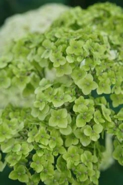 Invincibelle Sublime Smooth Hydrangea - 3 Gallon Pot -Green Haven Sales hydrangea arborescens invincibelle sublime 3