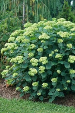 Invincibelle Sublime Smooth Hydrangea - 3 Gallon Pot -Green Haven Sales hydrangea arborescens invincibelle sublime 6