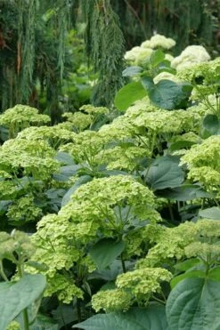 Invincibelle Sublime Smooth Hydrangea - 3 Gallon Pot -Green Haven Sales hydrangea arborescens invincibelle sublime 7