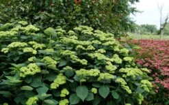 Invincibelle Sublime Smooth Hydrangea - 3 Gallon Pot -Green Haven Sales hydrangea arborescens invincibelle sublime 8