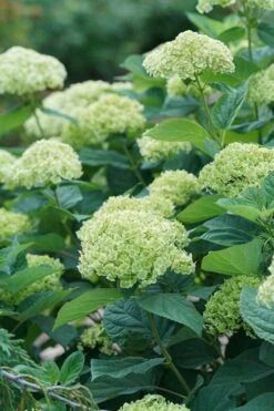 Invincibelle Sublime Smooth Hydrangea - 3 Gallon Pot -Green Haven Sales hydrangea invincibelle sublime 500x750 1