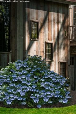 Blue Wave Lacecap Hydrangea - 3 Gallon Pot -Green Haven Sales hydrangea macrophylla blue wave 22