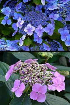 Blue Wave Lacecap Hydrangea - 3 Gallon Pot -Green Haven Sales hydrangea macrophylla blue wave 24