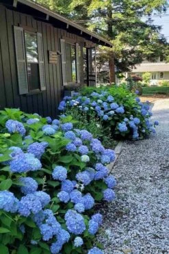 Penny Mac Hydrangea - 3 Gallon Pot -Green Haven Sales hydrangea macrophylla penny mac 23