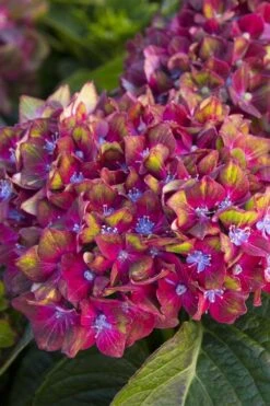 Pistachio Hydrangea - 3 Gallon Pot -Green Haven Sales hydrangea macrophylla pistachio 2