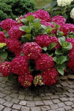 Red Sensation Hydrangea - 3 Gallon Pot -Green Haven Sales hydrangea macrophylla red sensation 2