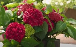 Red Sensation Hydrangea - 3 Gallon Pot -Green Haven Sales hydrangea macrophylla red sensation 6