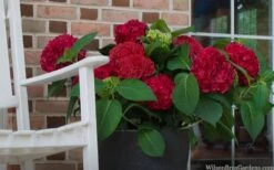 Red Sensation Hydrangea - 3 Gallon Pot -Green Haven Sales hydrangea macrophylla red sensation 7