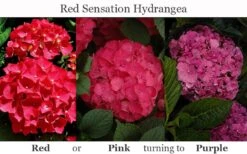 Red Sensation Hydrangea - 3 Gallon Pot -Green Haven Sales hydrangea macrophylla red sensation 8