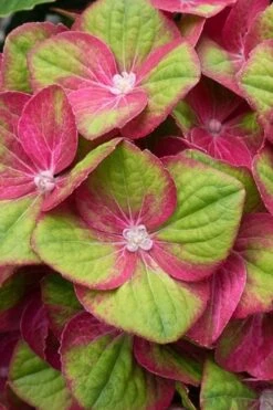 Tilt-A-Swirl Hydrangea - 3 Gallon Pot - SALE -Green Haven Sales hydrangea macrophylla tilt a swirl 4