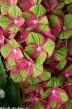 Tilt-A-Swirl Hydrangea - 3 Gallon Pot - SALE -Green Haven Sales hydrangea macrophylla tilt a swirl 5