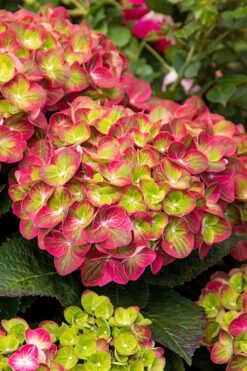 Tilt-A-Swirl Hydrangea - 3 Gallon Pot - SALE -Green Haven Sales hydrangea macrophylla tilt a swirl 7