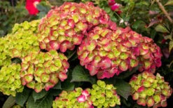 Tilt-A-Swirl Hydrangea - 3 Gallon Pot - SALE -Green Haven Sales hydrangea macrophylla tilt a swirl 8