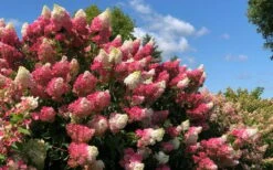 Berry White Panicle Hydrangea - 3 Gallon Pot -Green Haven Sales hydrangea paniculata berry white 4