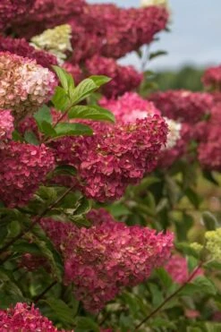 Berry White Panicle Hydrangea - 3 Gallon Pot -Green Haven Sales hydrangea paniculata berry white 5