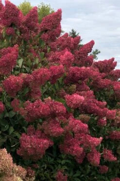 Berry White Panicle Hydrangea - 3 Gallon Pot -Green Haven Sales hydrangea paniculata berry white 7