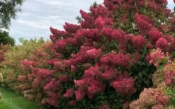Berry White Panicle Hydrangea - 3 Gallon Pot -Green Haven Sales hydrangea paniculata berry white 8