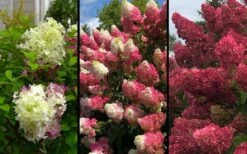 Berry White Panicle Hydrangea - 3 Gallon Pot -Green Haven Sales hydrangea paniculata berry white 9