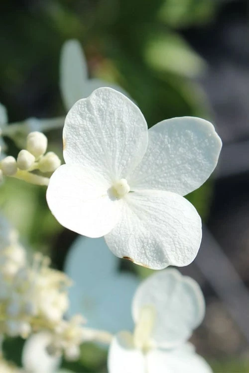 Kyushu Hydrangea - 3 Gallon Pot 6 Kyushu Hydrangea - 3 Gallon Pot - Image 6