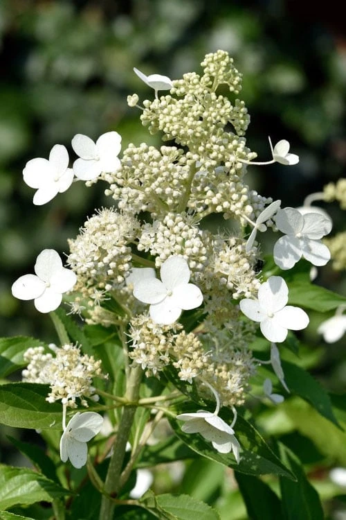 Kyushu Hydrangea - 3 Gallon Pot 1 Kyushu Hydrangea - 3 Gallon Pot